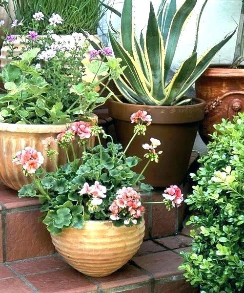 garden-flower-pot-arrangements-36_17 Градински саксии