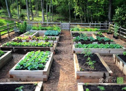 gardening-in-raised-beds-32 Градинарство в повдигнати легла