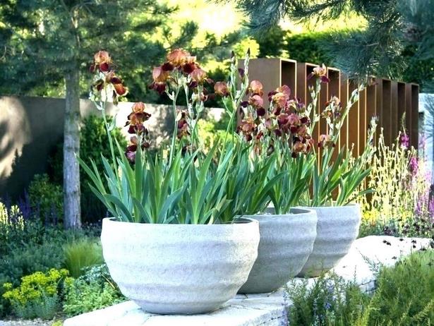 ideas-for-outdoor-flowers-in-pots-69_11 Идеи за външни цветя в саксии