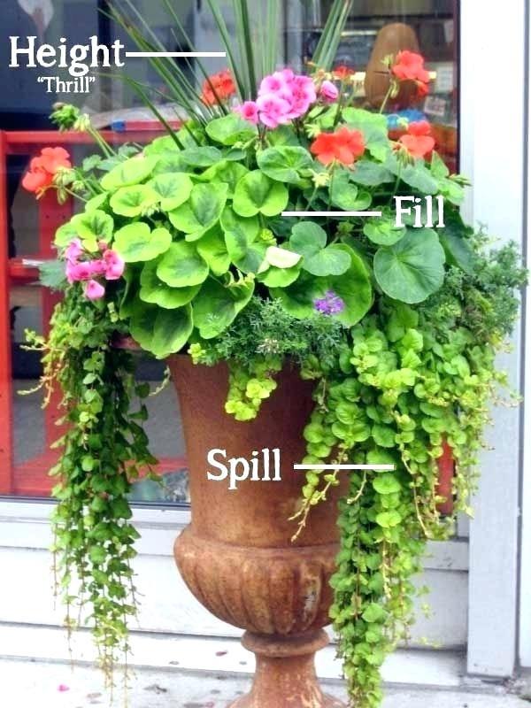 ideas-for-outdoor-flowers-in-pots-69_9 Идеи за външни цветя в саксии