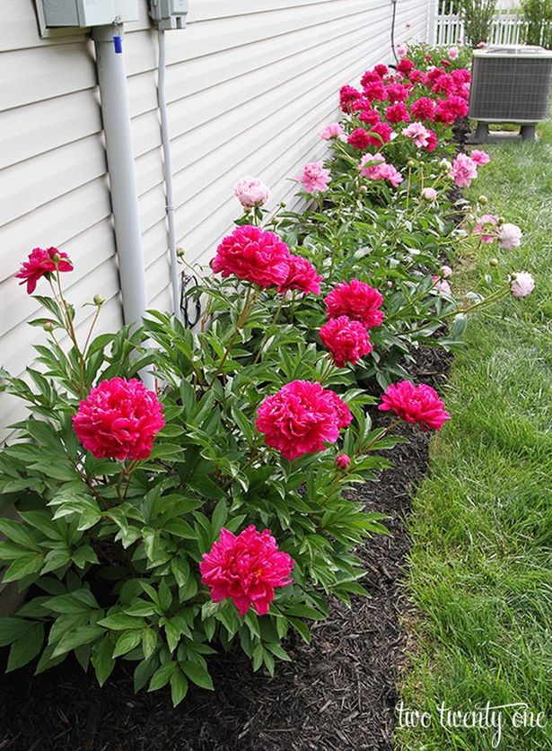 ideas-for-planting-flowers-in-front-yard-44_7 Идеи за засаждане на цветя в предния двор