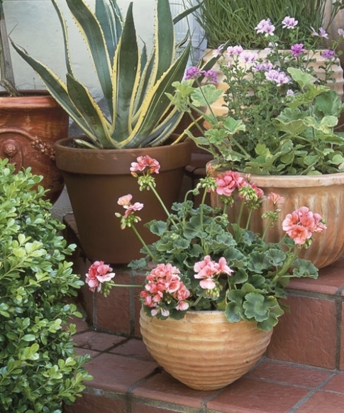 ideas-for-potting-plants-outdoors-41_17 Идеи за саксийни растения на открито
