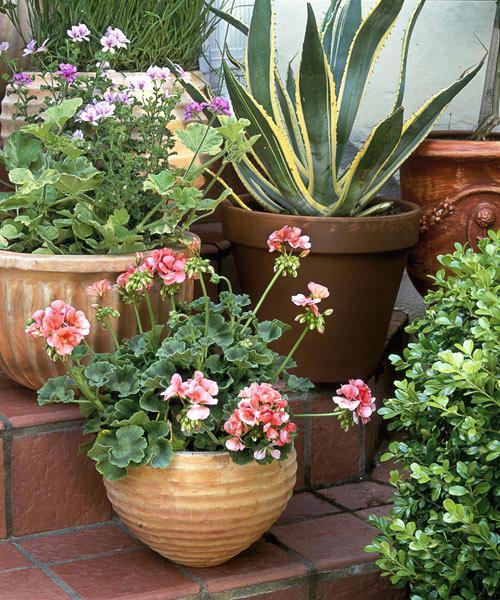 ideas-for-potting-plants-outdoors-41_6 Идеи за саксийни растения на открито