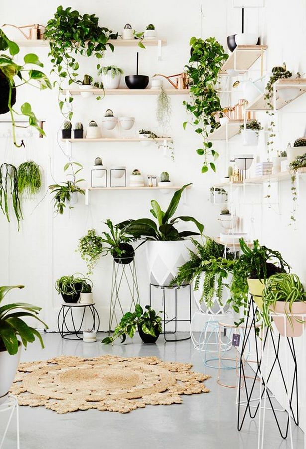 indoor-plant-ideas-77 Идеи за стайни растения
