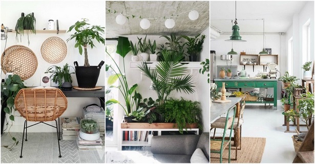indoor-plant-ideas-77_11 Идеи за стайни растения