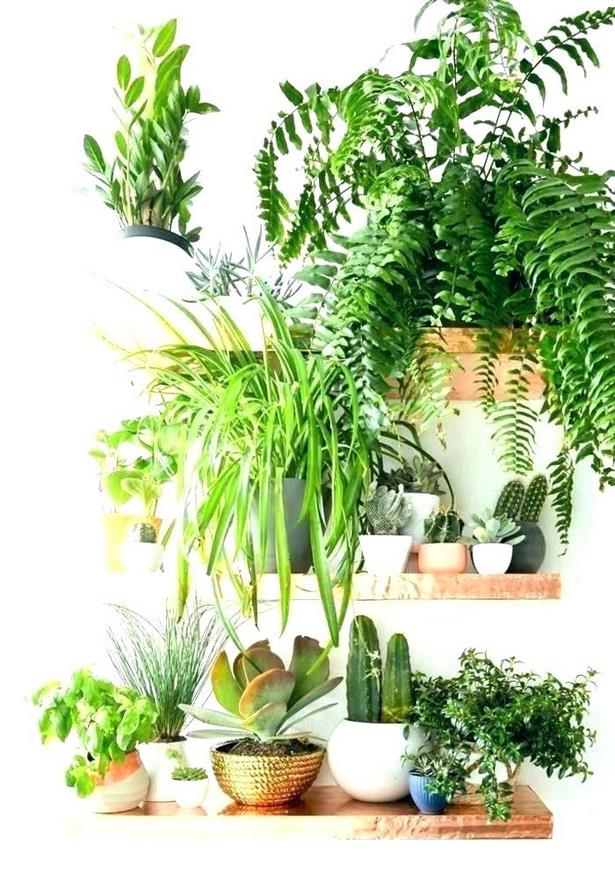 indoor-plant-ideas-77_17 Идеи за стайни растения