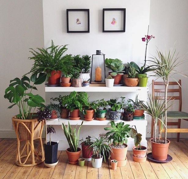 indoor-plant-pot-ideas-75 Интериорни идеи за саксии