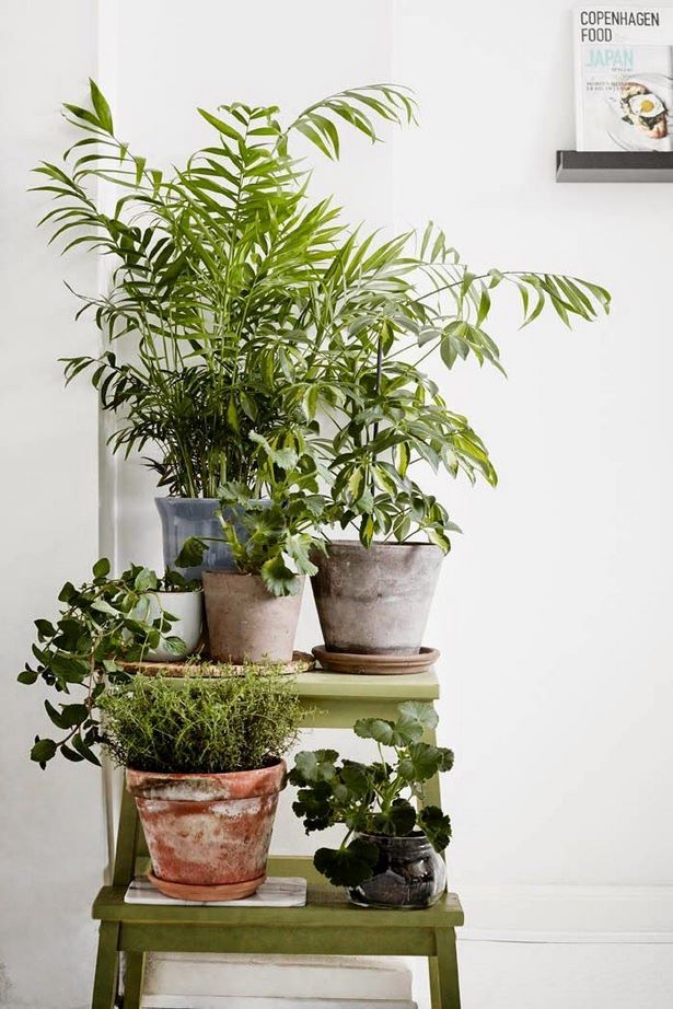 indoor-plant-pot-ideas-75_2 Интериорни идеи за саксии