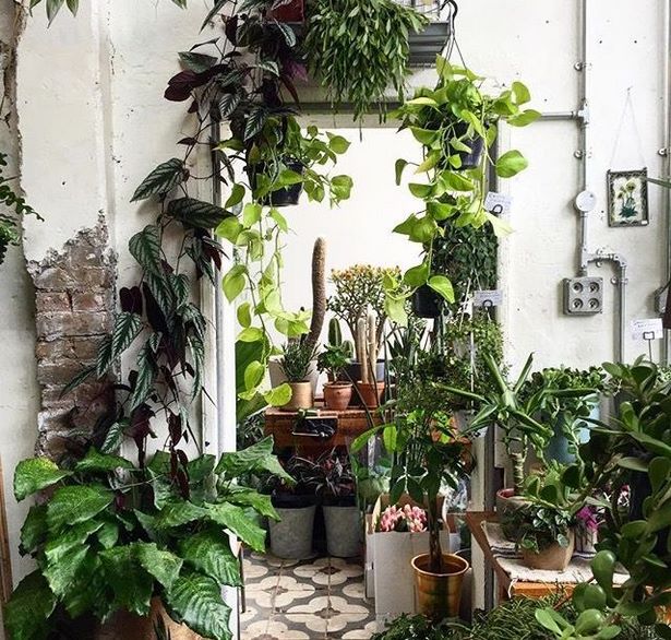 indoor-plant-pot-ideas-75_5 Интериорни идеи за саксии