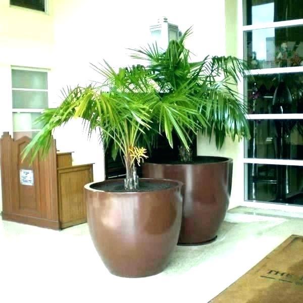 large-plant-pots-74_19 Големи саксии за растения