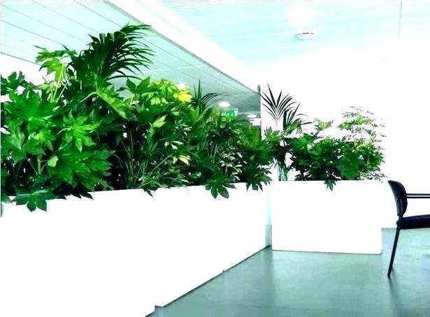 large-pot-plant-ideas-84_10 Големи саксии растителни идеи