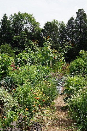 large-raised-garden-12_14 Голяма издигната градина