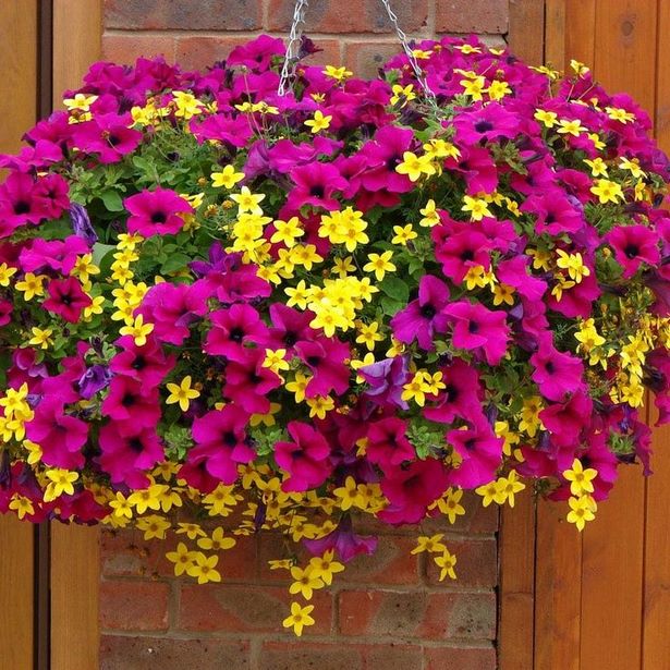 outdoor-flower-basket-ideas-15_4 Открит цвете кошница идеи