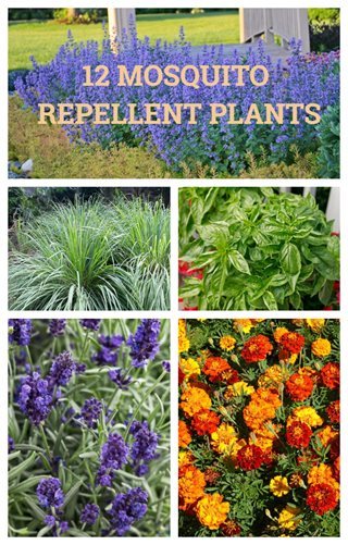plant-garden-design-75_15 Растителна Градина дизайн