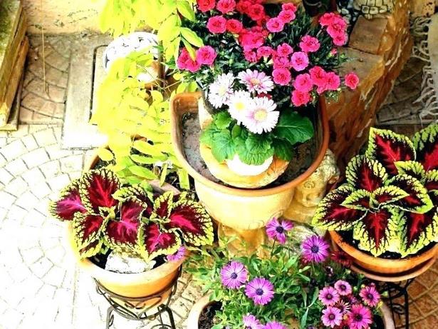planting-outdoor-flower-pots-ideas-63_16 Засаждане на открито саксии за цветя Идеи