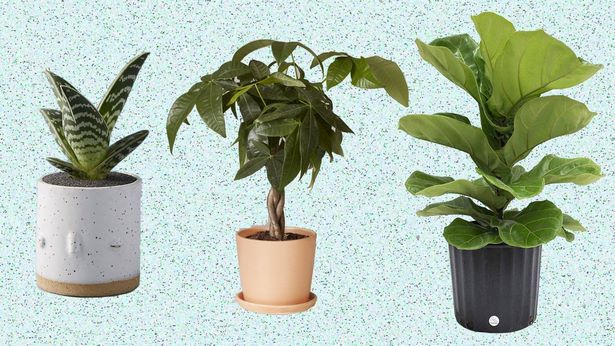 plants-and-pots-38_3 Растения и саксии