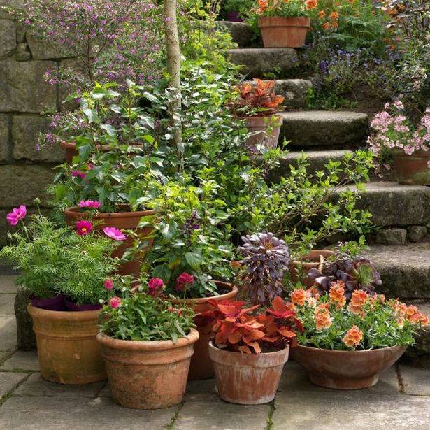 plants-for-pots-in-garden-91 Растения за саксии в градината