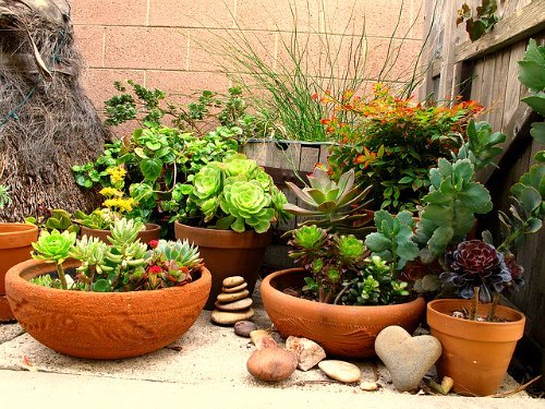 plants-for-pots-in-garden-91_10 Растения за саксии в градината