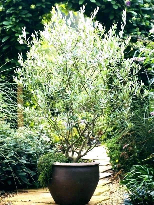 plants-for-pots-in-garden-91_2 Растения за саксии в градината