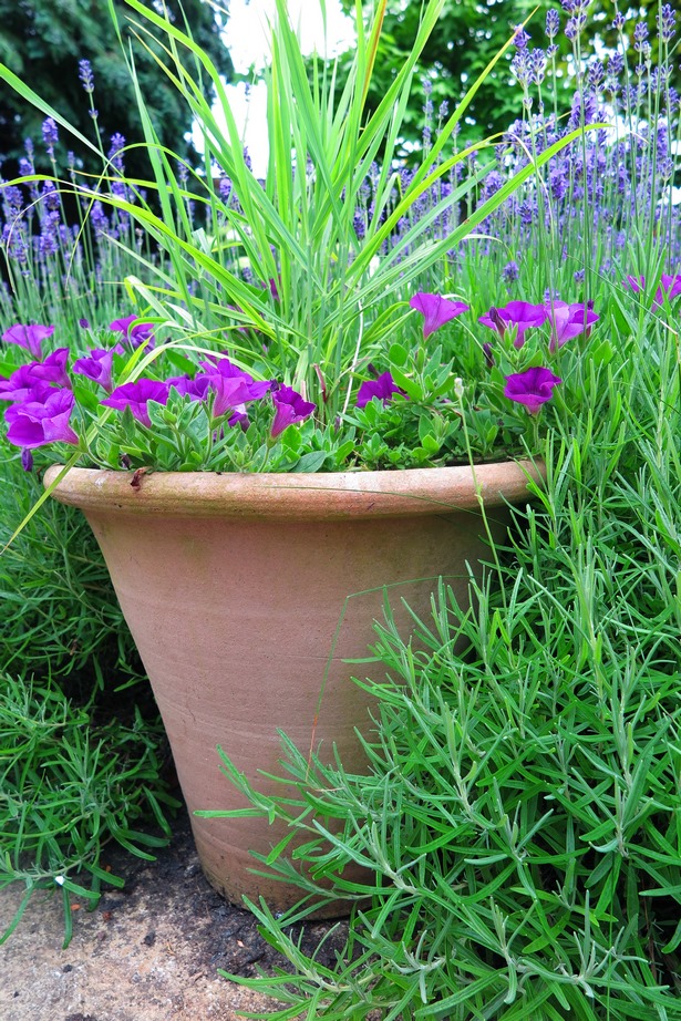 plants-for-pots-in-garden-91_4 Растения за саксии в градината