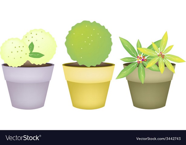 pots-and-plants-65_16 Саксии и растения