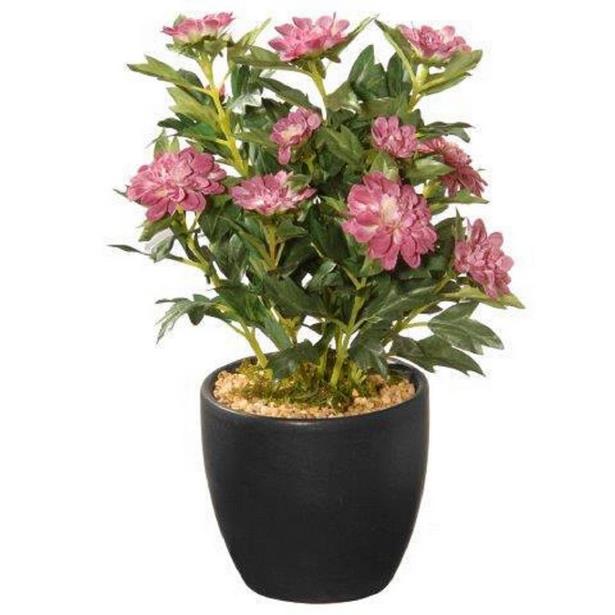 potted-flowers-55 Саксийни цветя