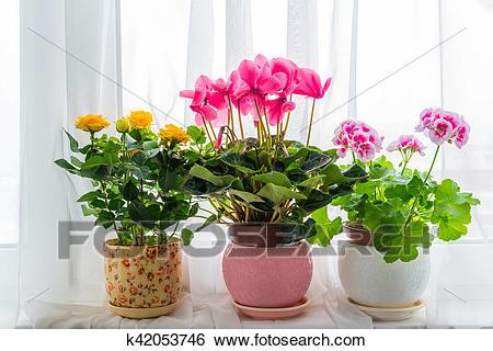 potted-flowers-55_16 Саксийни цветя