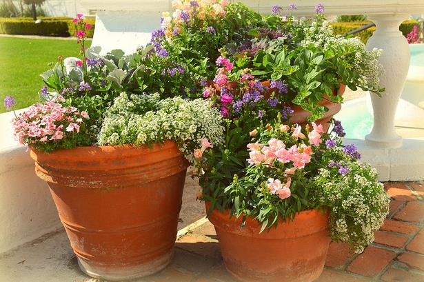 potted-flowers-55_5 Саксийни цветя