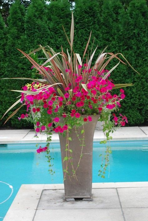 potted-plant-arrangements-full-sun-64_17 Саксийни растения аранжировки пълно слънце