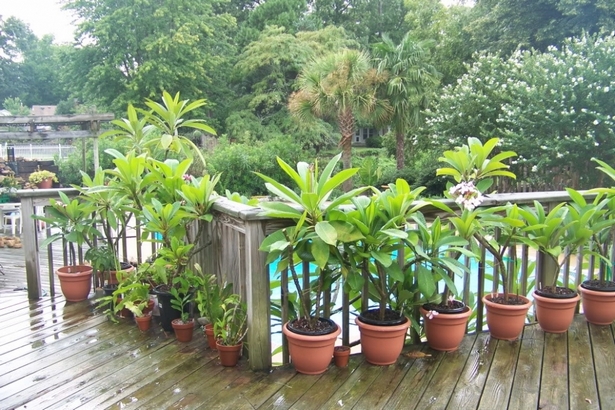 potted-plant-arrangements-full-sun-64_8 Саксийни растения аранжировки пълно слънце