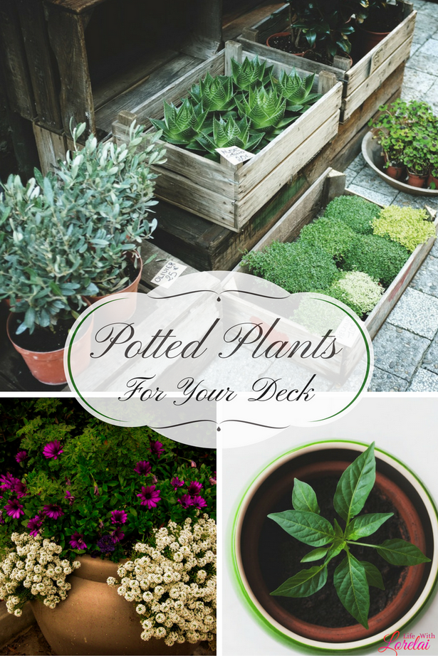 potted-plant-ideas-for-deck-64_2 Саксийни растителни идеи за палуба