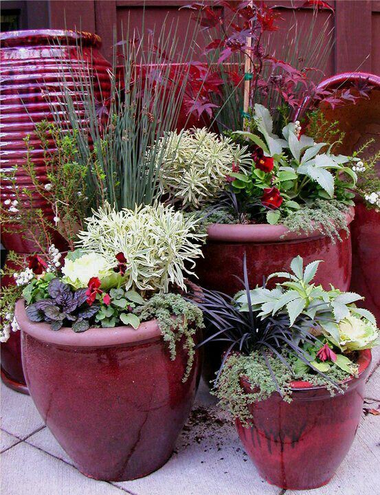potted-plants-and-flowers-ideas-67_14 Саксийни растения и цветя Идеи