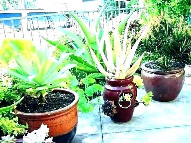 potted-plants-for-patio-63_7 Саксийни растения за вътрешен двор