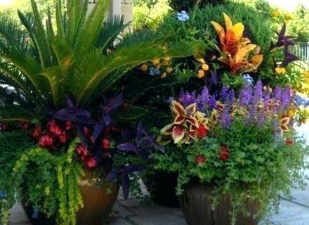 potted-plants-for-patio-63_9 Саксийни растения за вътрешен двор