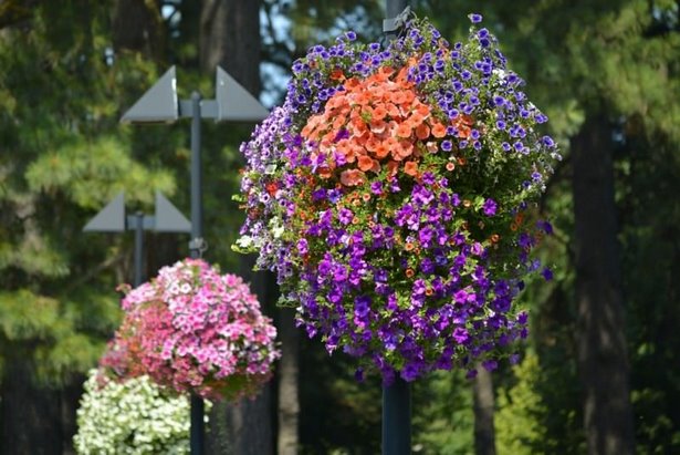 potted-plants-outdoor-decorating-04_11 Саксийни растения външно декориране