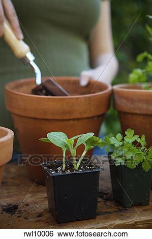 potting-plants-04_15 Саксийни растения