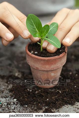 potting-plants-04_2 Саксийни растения
