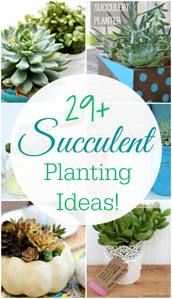 succulent-planter-ideas-95 Сочен плантатор идеи