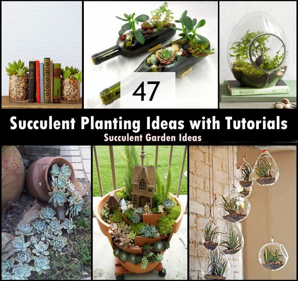 succulent-planter-ideas-95_4 Сочен плантатор идеи