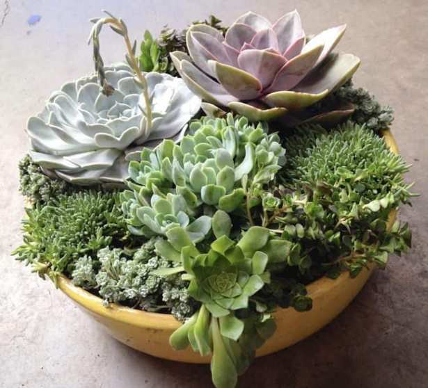 succulent-planter-ideas-95_5 Сочен плантатор идеи