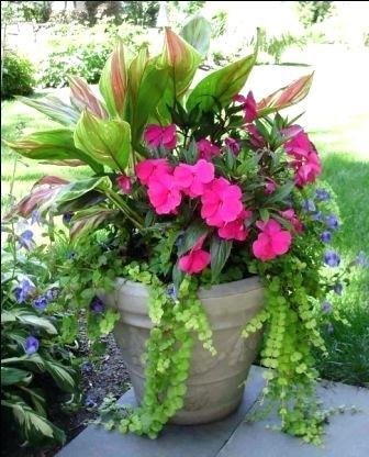 summer-flower-pot-arrangements-65_17 Летни саксии