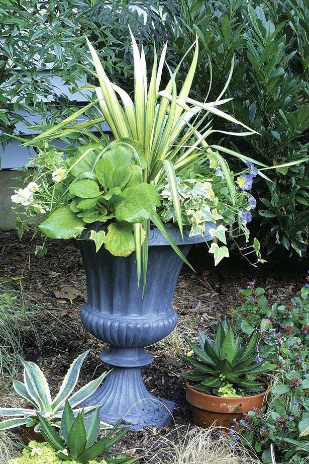 tall-plants-for-pots-33 Високи растения за саксии