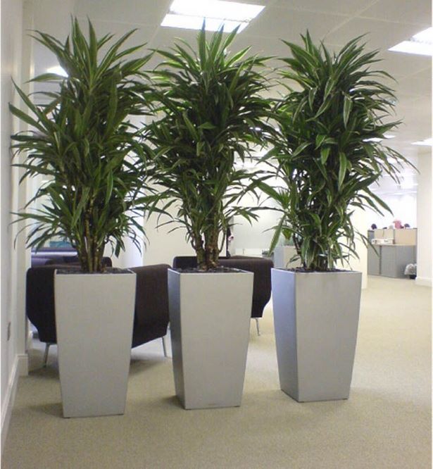 tall-plants-for-pots-33_11 Високи растения за саксии