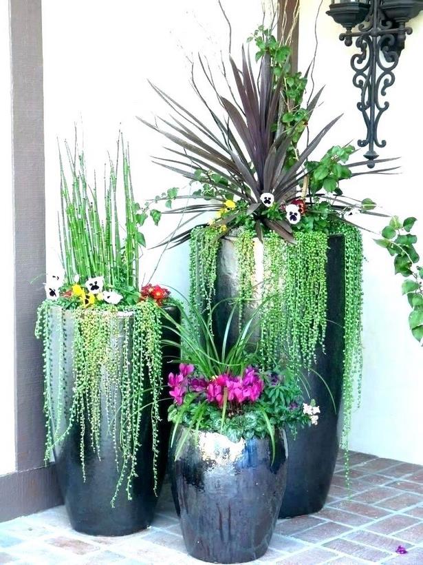 tall-plants-for-pots-33_6 Високи растения за саксии
