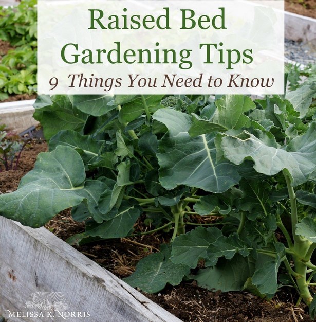 using-raised-garden-beds-02_8 Използване на повдигнати градински легла