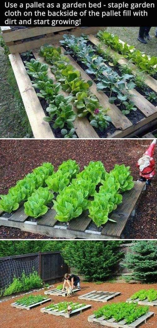 vegetable-garden-bed-ideas-14_15 Зеленчукова градина легло идеи