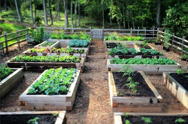 vegetable-garden-bed-ideas-14_6 Зеленчукова градина легло идеи