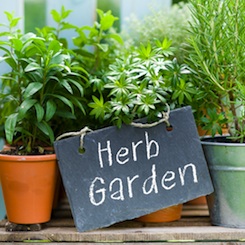 backyard-herb-garden-23_12 Двор билкова градина