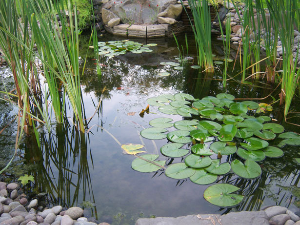 backyard-pond-care-45_11 Грижа за дворното езерце