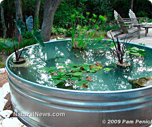 backyard-pond-care-45_9 Грижа за дворното езерце